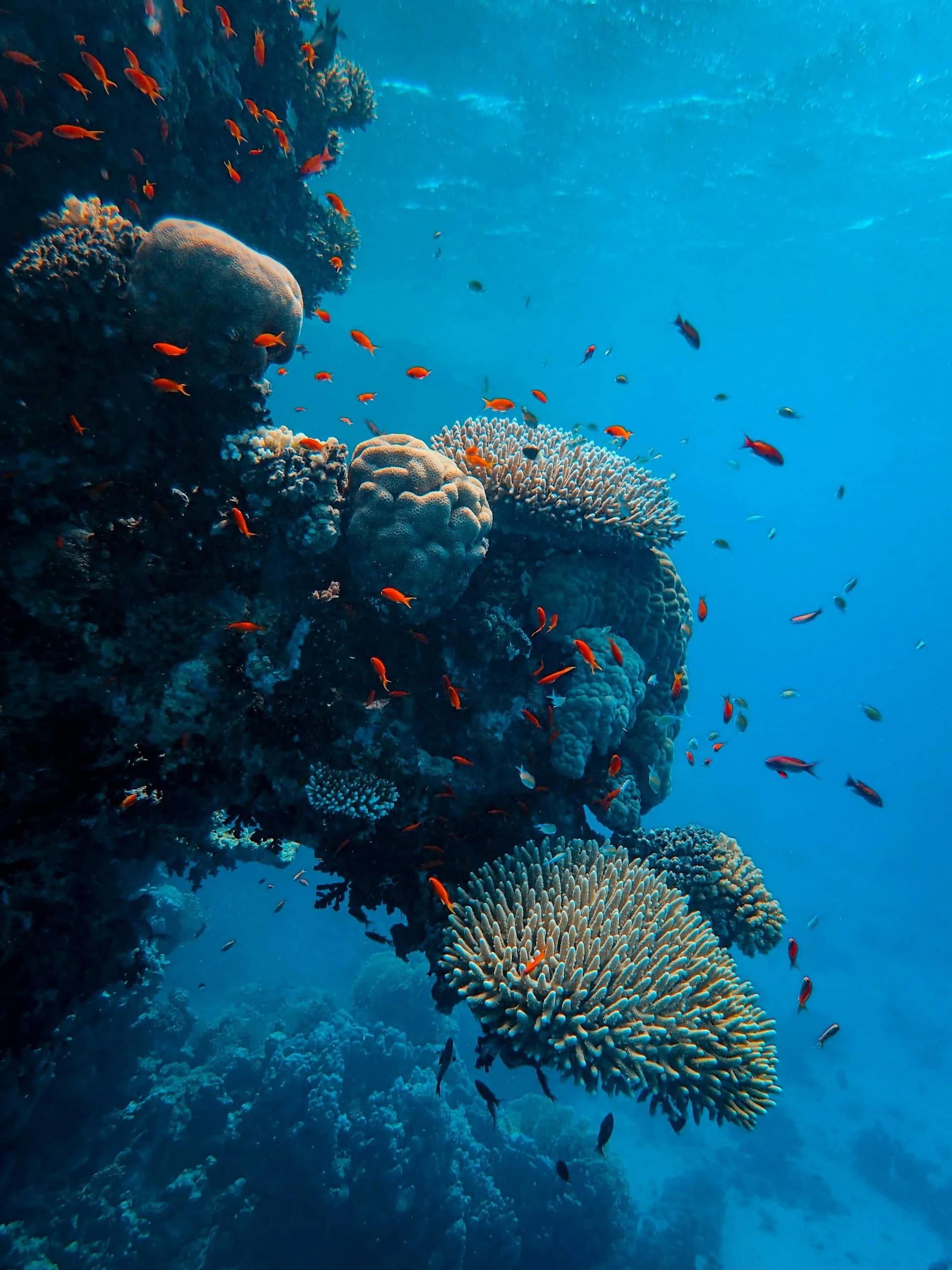 Shallow Havelock reef colour of the kind we brief as Aquarium and Seduction Point