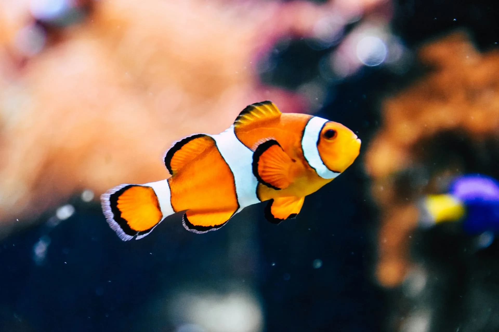 Havelock water time — snorkel outings and scuba are different products