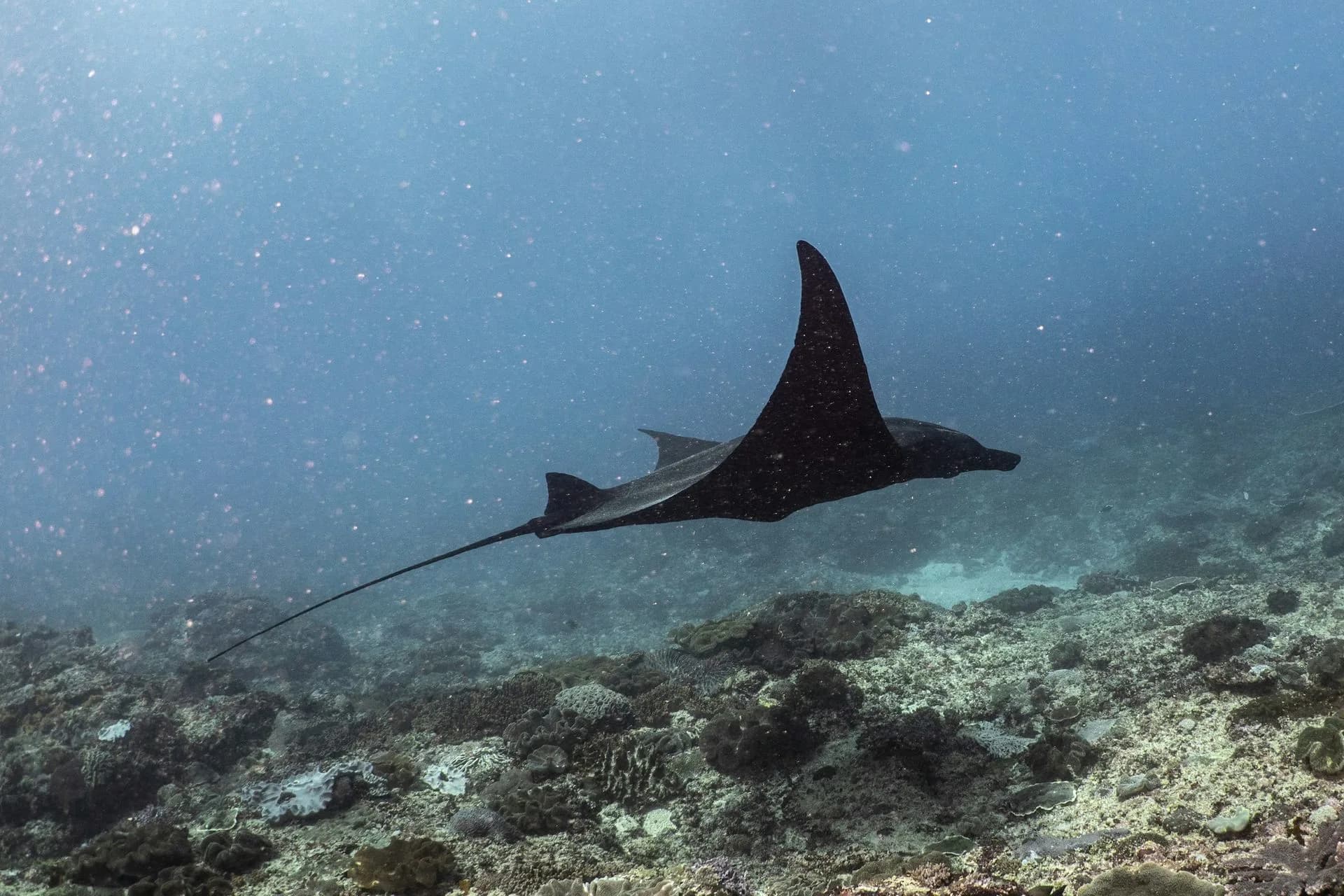 Fun dive on a nearby Havelock reef