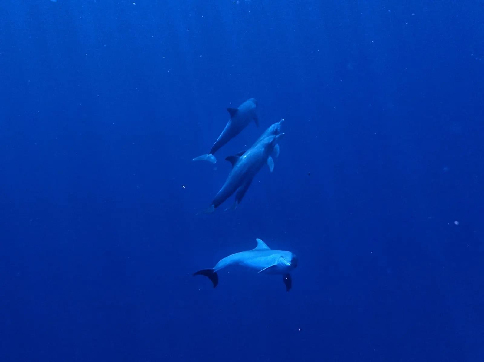 Romantic underwater portrait from a Havelock honeymoon dive