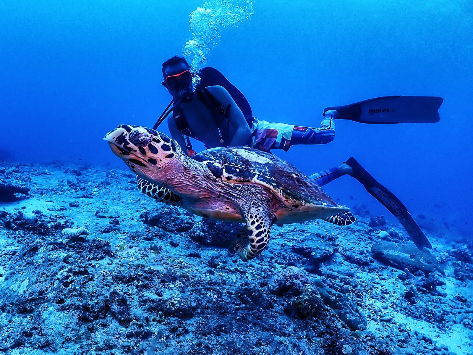 Diver swimming alongside a sea turtle in clear Havelock water — SSI Specialty Shark Ecology