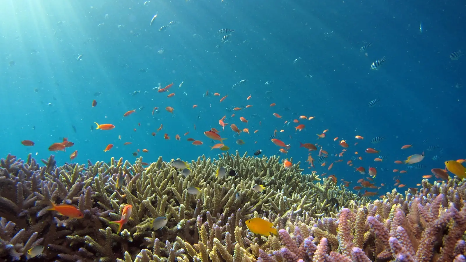 Sunlit coral garden and tropical fish at a Havelock dive site — first-timers welcome, no swim certificate needed